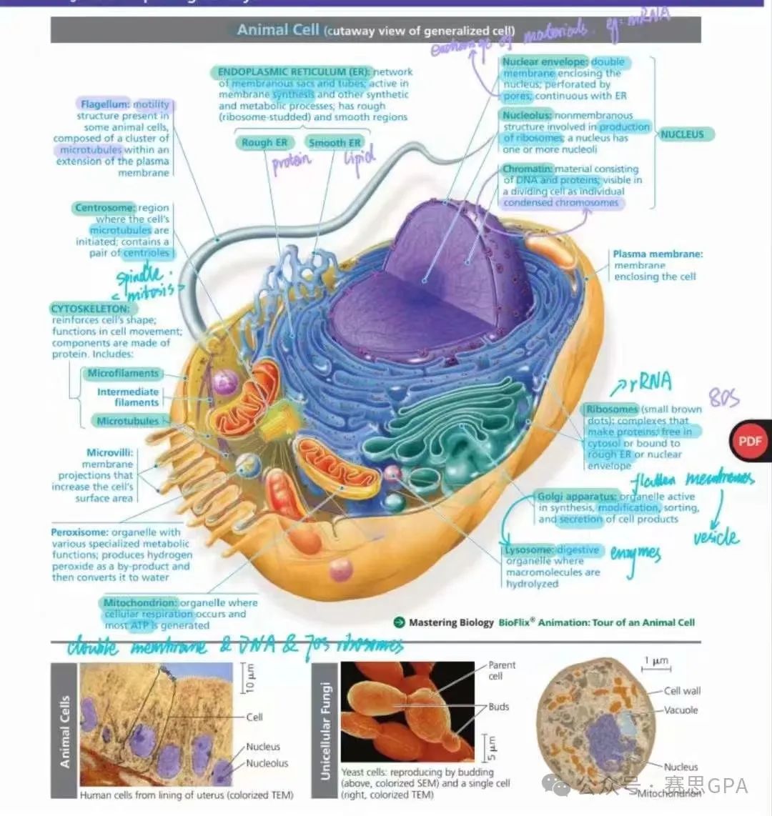 IB/AP/A-level 生物学科，一文带你剖析考试考什么！