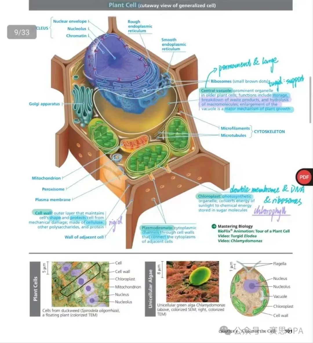 IB/AP/A-level 生物学科，一文带你剖析考试考什么！